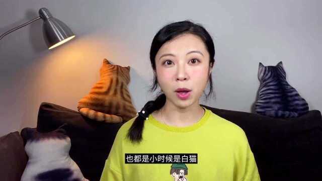 逻辑猫为什么变色?