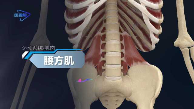 腰方肌人体3D带你透过皮肤看身体!【泽桥视频制作】