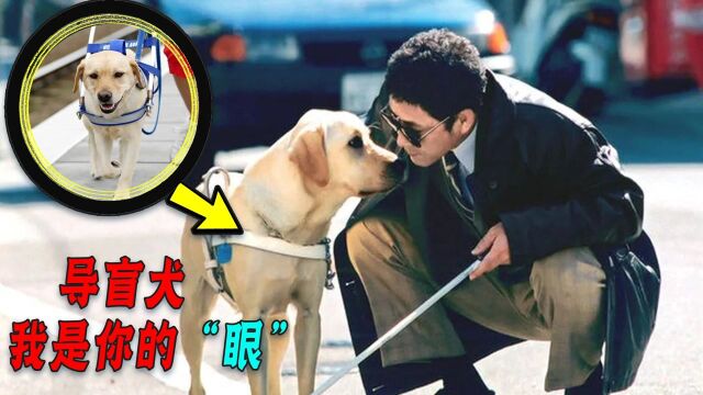 20万一只的导盲犬该不该存在吗?它真不会咬人?如果是你会买吗