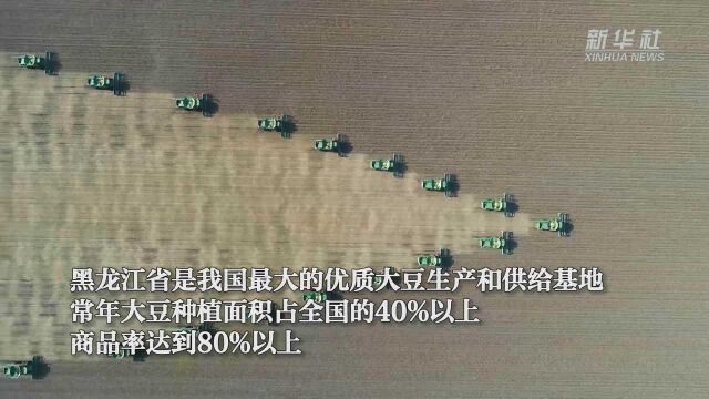 国产大豆最大产区黑龙江:农民扩种大豆意愿强