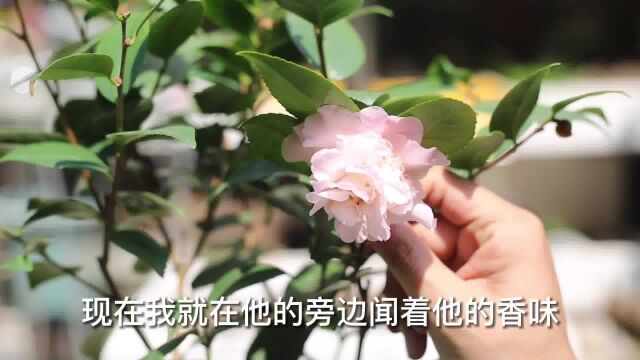 园艺师教你,新买回家的香妃茶花怎么养