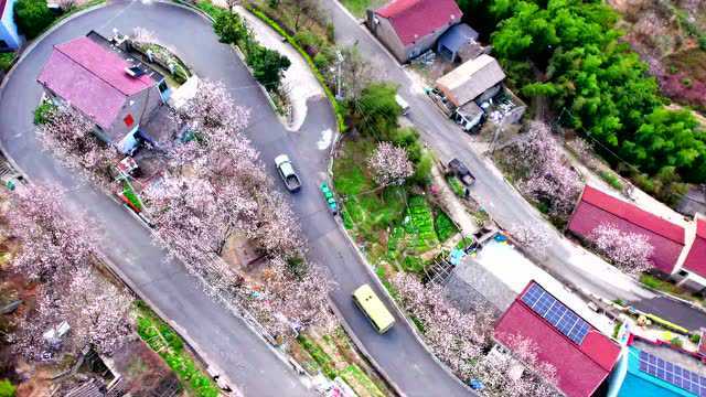 踏青赏花去哪好?樱花、桃花、油菜花......余姚这些地方已经美翻了!