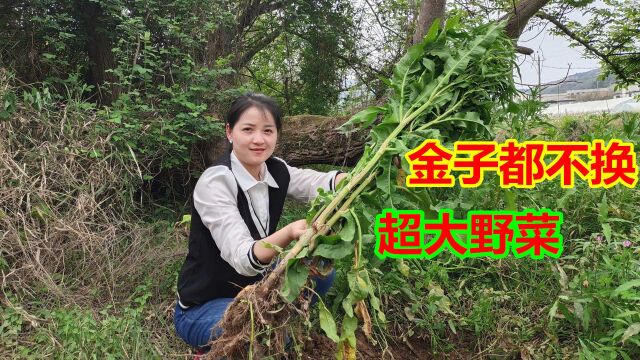 农村才有的“黄金”植物,老人称为“金不换”,结果挖到超大一棵