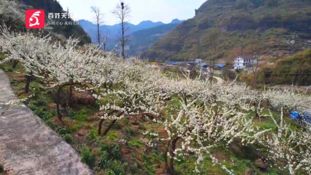 春天来啦!一站打卡多处美景,花水田园尽收春色