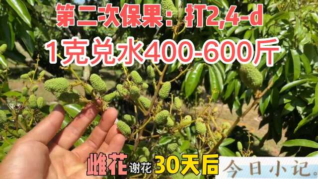 荔枝打药物保果,这样荔枝幼果就不会大量生理落果