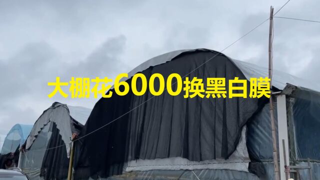 新场地养殖大棚换黑白膜,两个大棚6亩地只花了6000元