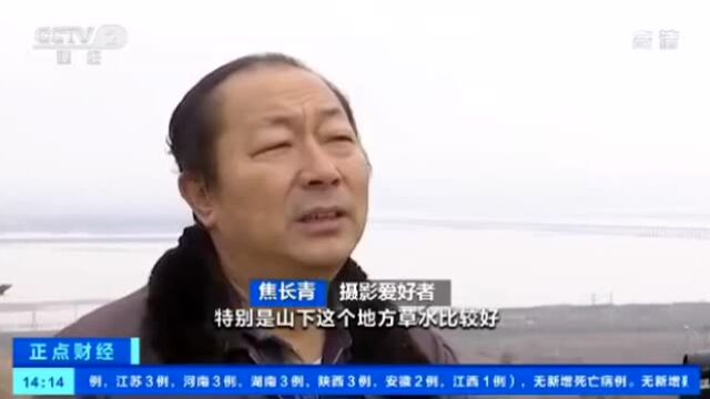 乌海:甘德尔山岩羊种群数量增加到60多只