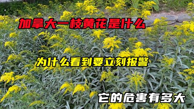 加拿大一枝黄花是什么?为什么看到要立刻报警?它的危害有多大?