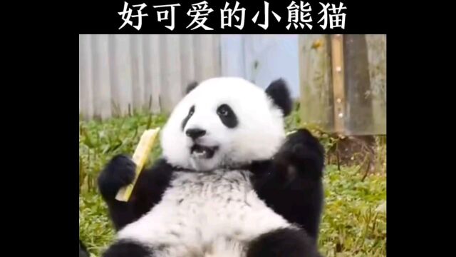 可爱的小熊猫呀