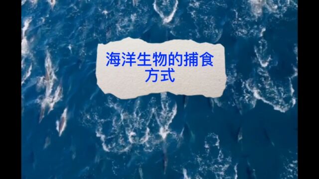 让孩子大开眼界的海洋生物的捕食方式