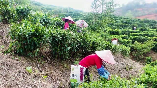 福旺镇:春茶采摘正当时 茶韵飘香促振兴