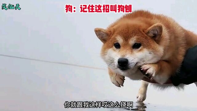 正宗狗刨,现场教学