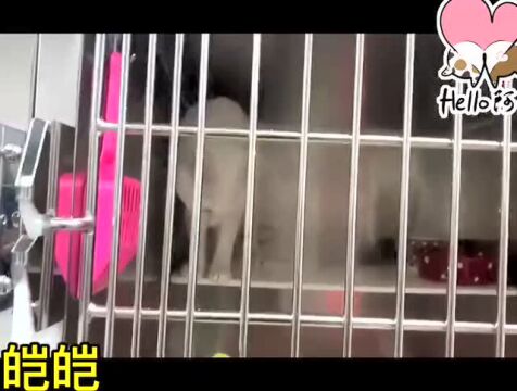 每日反馈|猕猴桃&惊鸿反馈;云养感谢反馈;其它派宝在积极治疗/等家中