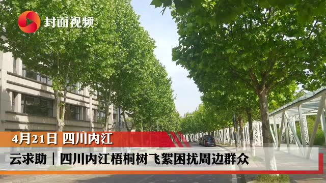 云求助|四川内江梧桐树飞絮困扰周边群众 园林部门回应:正在采取措施应对