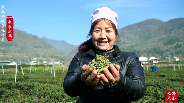 七佛贡茶上市啦!小伙伴们快来一起品味七佛贡茶,感受不一样的工匠精神...