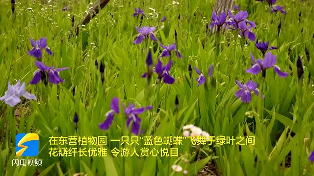 东营市东营区:春和景明 鸢尾花开