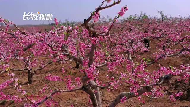 微视频丨秦皇岛市抚宁区:桃花朵朵开