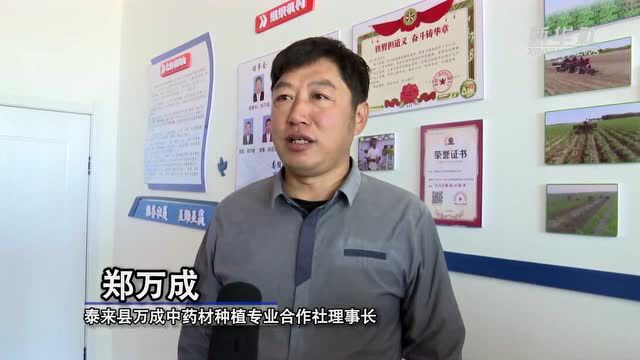 黑龙江泰来:板蓝根成了带动农民增收致富的“金棍棍”