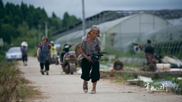 这种大规模的种植体系汇集了农家好手