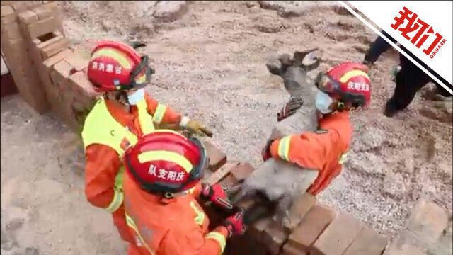 甘肃华池大雨冰雹致牛棚塌方牛羊被困 消防员踩过膝泥沙怀抱小羊避险