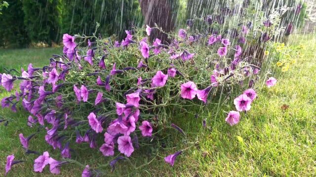 夏天雨中花