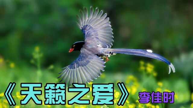 经典中文歌曲《天籁之爱》李佳时