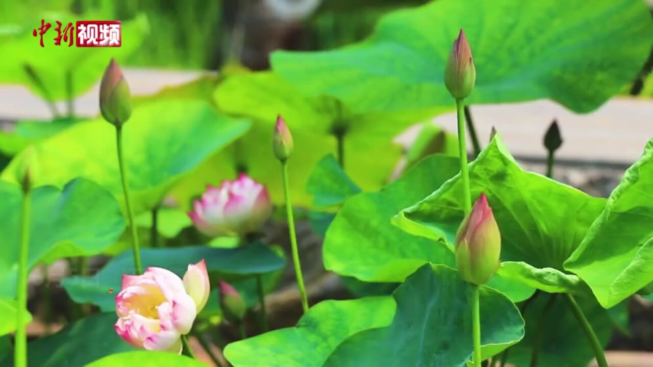 好运“莲莲”!南京玄武湖双色睡莲一半如火一半似雪