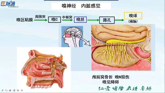 从解剖基础到定位诊断,21节课详解神经病学!