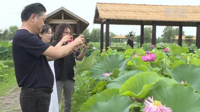 江苏金湖:映日荷花别样红,亭亭玉立迎客来!