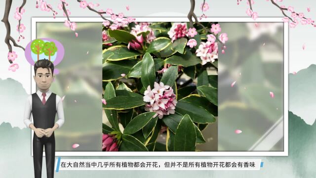 5种“香水花”,如果你喜欢香水味,肯定会迷上它们,太香了