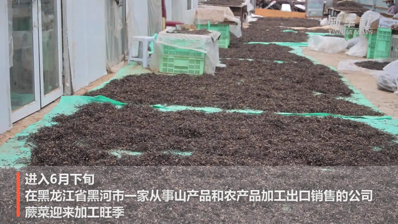 黑龙江黑河:蕨菜加工忙