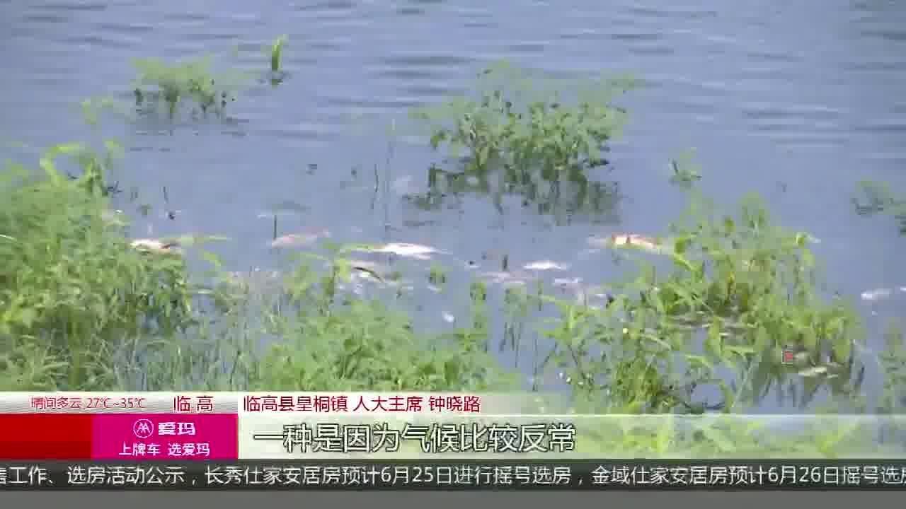 潭牛水库漂浮大量死鱼 下游村民担心污染水源