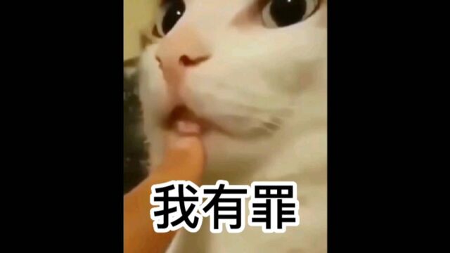 喵咪的迷惑行为大赏:那些年成了精的猫咪,笑死我了