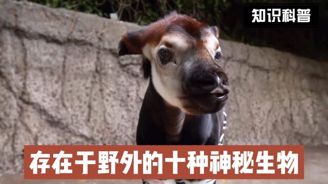 盘点存在于野外的十种神秘生物