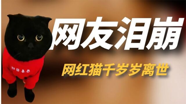 网红猫“千岁岁”离世,坐拥1100万粉丝,靠会“隐身”走红网络!