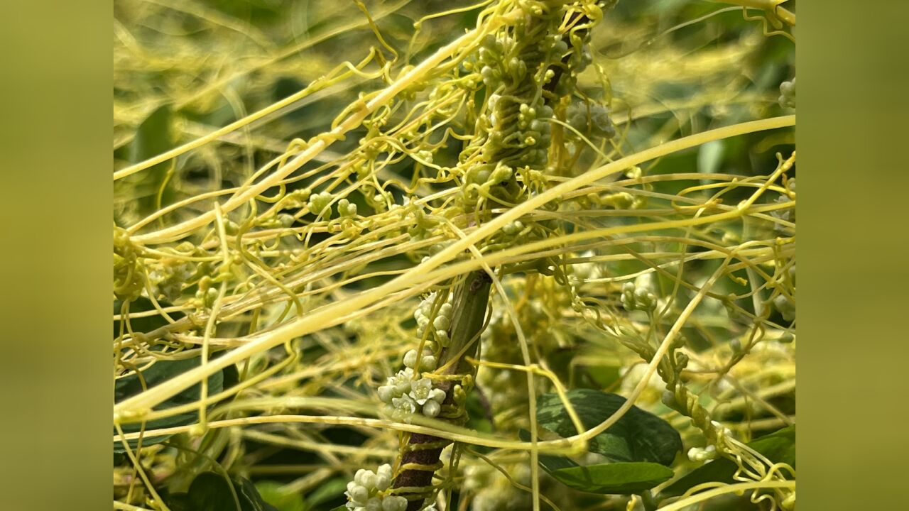 有娘生没娘养的植物界的消费者,菟丝子