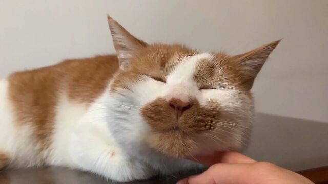 猫咪最喜欢的撸猫姿势,5种撸猫手法,让猫咪情不自禁爱上你