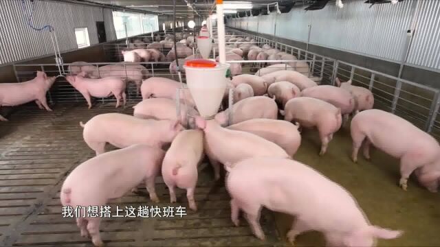 湖北生猪产业走进湾区迈出关键一步 八家省内企业率先签约