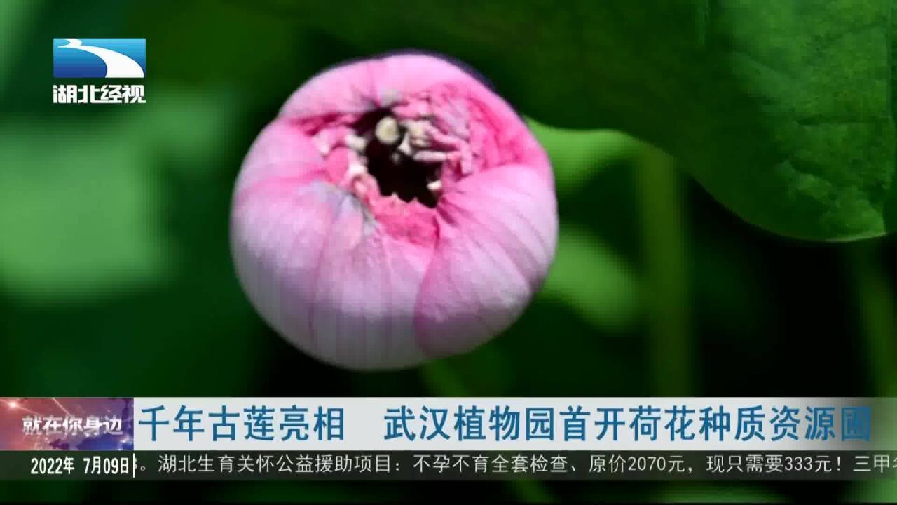 千年古莲亮相 武汉植物园首开荷花种质资源圃