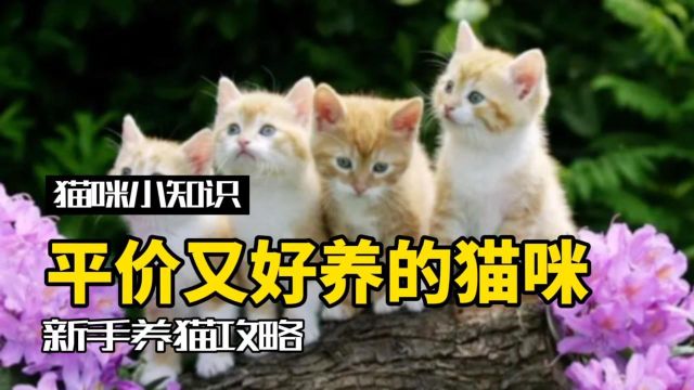 便宜又好养的三种猫咪,有你喜欢的吗?