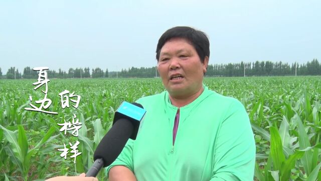 【顶力农资人】咱把粮食种好,不去“前线”也是为国家做贡献!