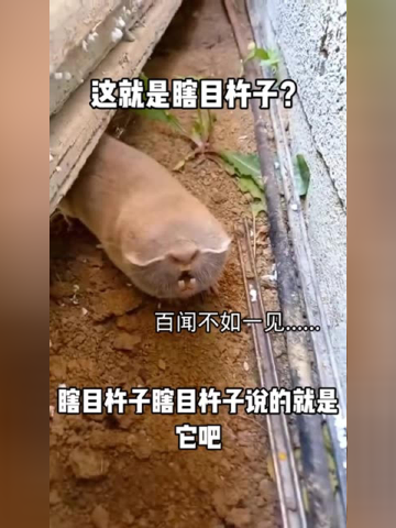 这就是瞎目杵子?太奇葩了!