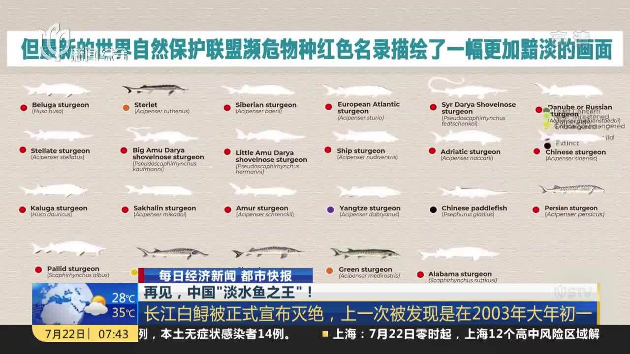 再见,中国“淡水鱼之王”!长江白鲟被正式宣布灭绝,上一次被发现是在2003年大年初一