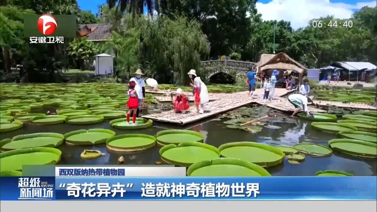 “奇花异卉”造就神奇植物世界!跟着镜头逛西双版纳热带植物园