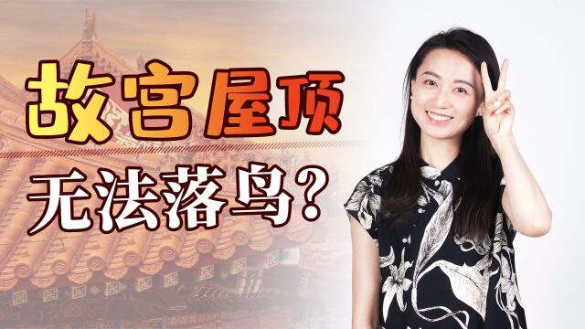 600多年历史的故宫,屋顶无鸟粪也无法落鸟?真是工匠设计的吗?