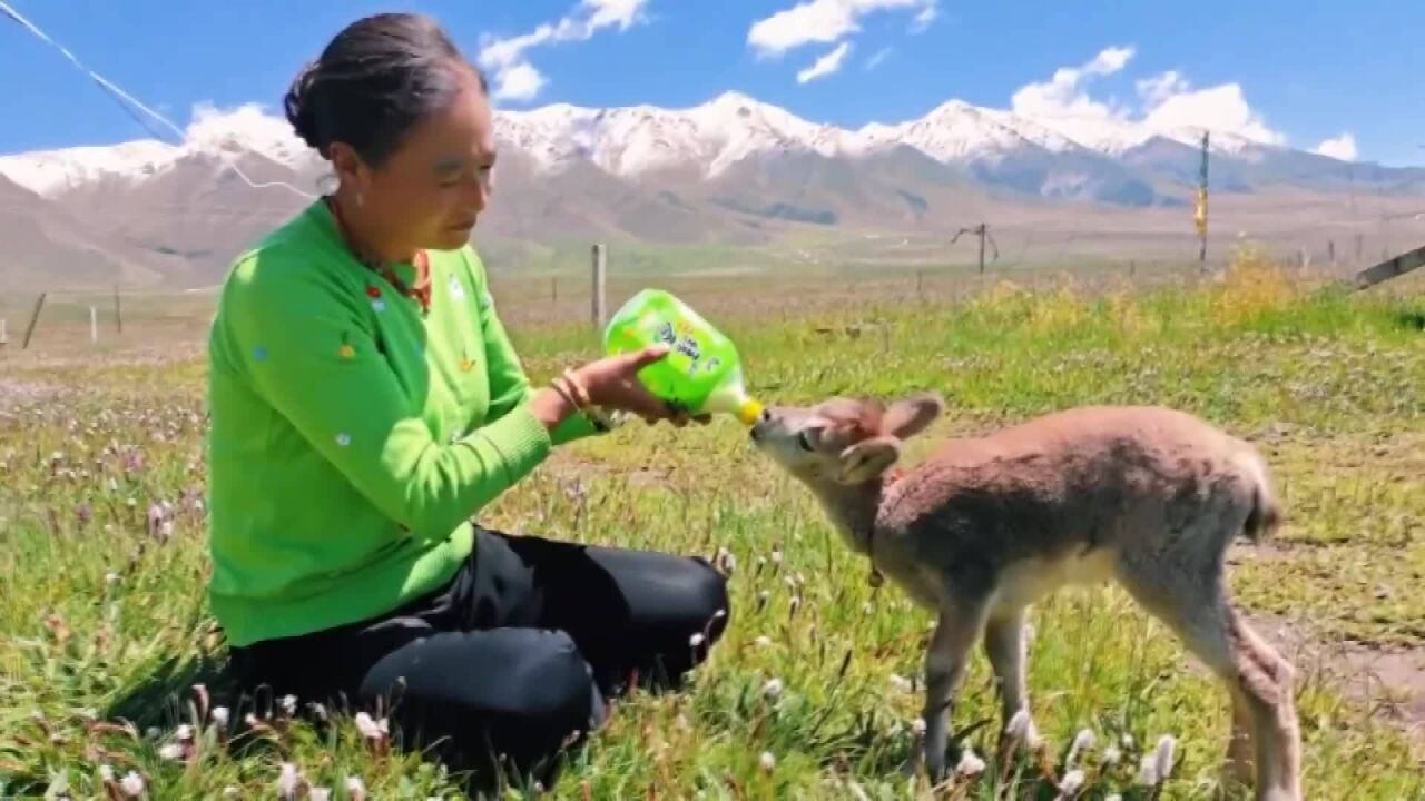 (电视通稿ⷥ›𝥆…ⷧ侤𜚩甘肃天祝牧民救助小岩羊