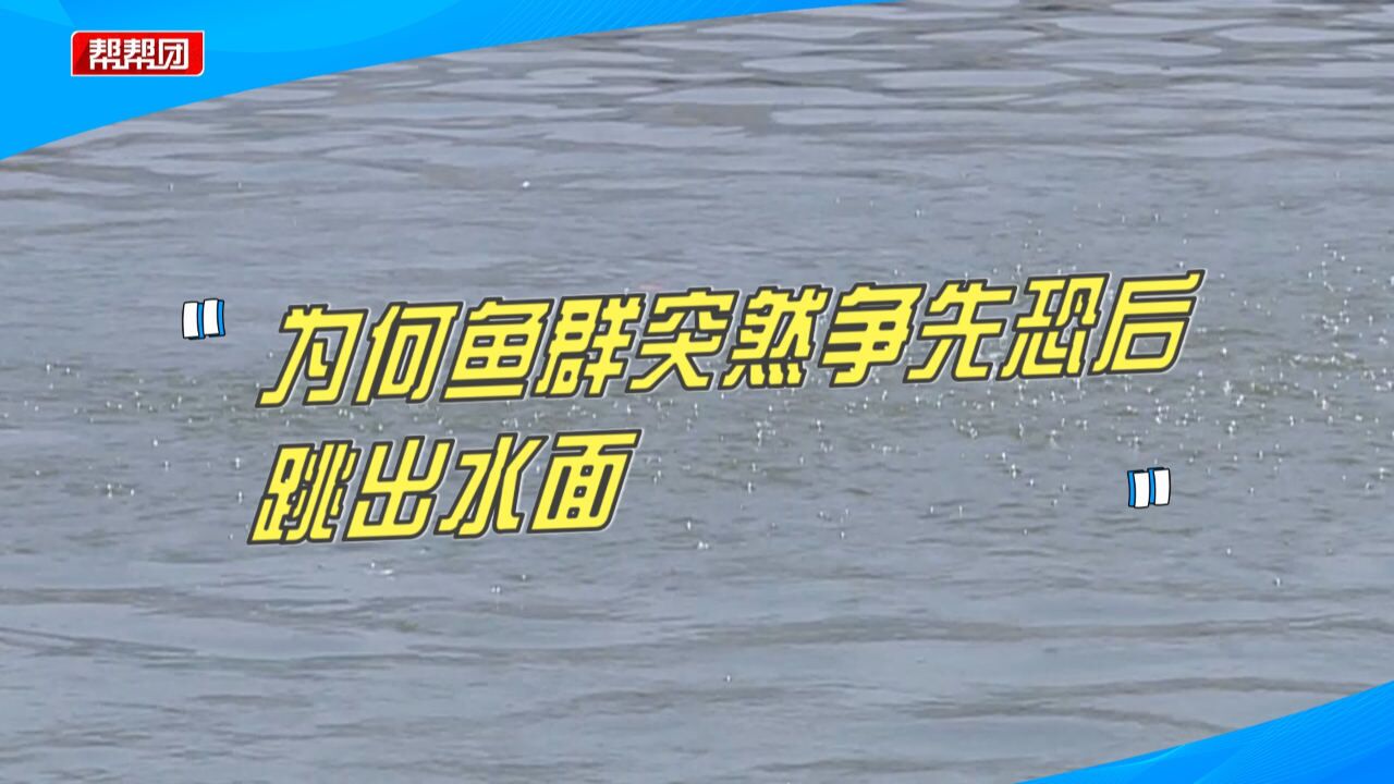 争先恐后!成片鱼群时不时跃出水面,专家:或与高温天气有关