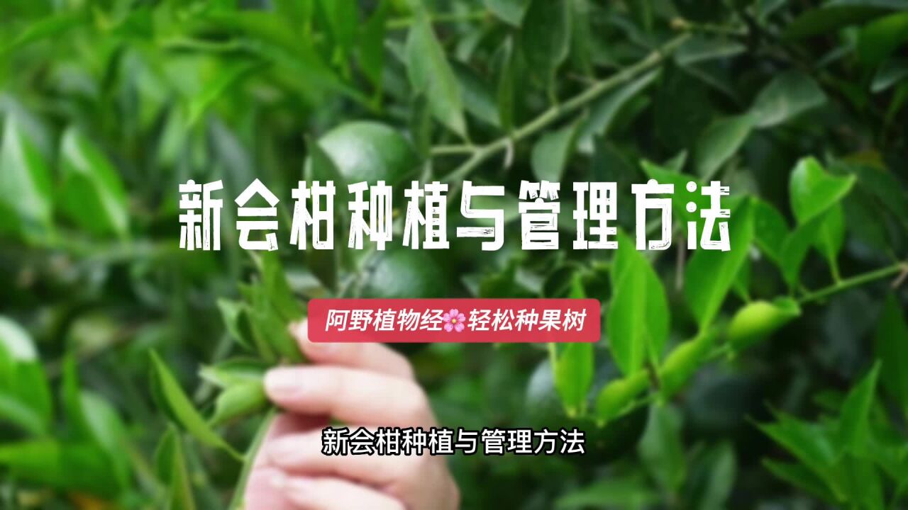 新会柑种植与管理方法:一共分为4个要点,每一个过程都不落下