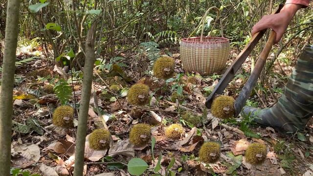 30年前爸爸随手种了一棵炸弹果,没管理没施肥,如今结了满树果子