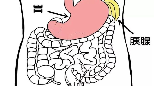 上腹部疼痛,不一定是胃病,警惕胰腺“上门”,医生教你辨别